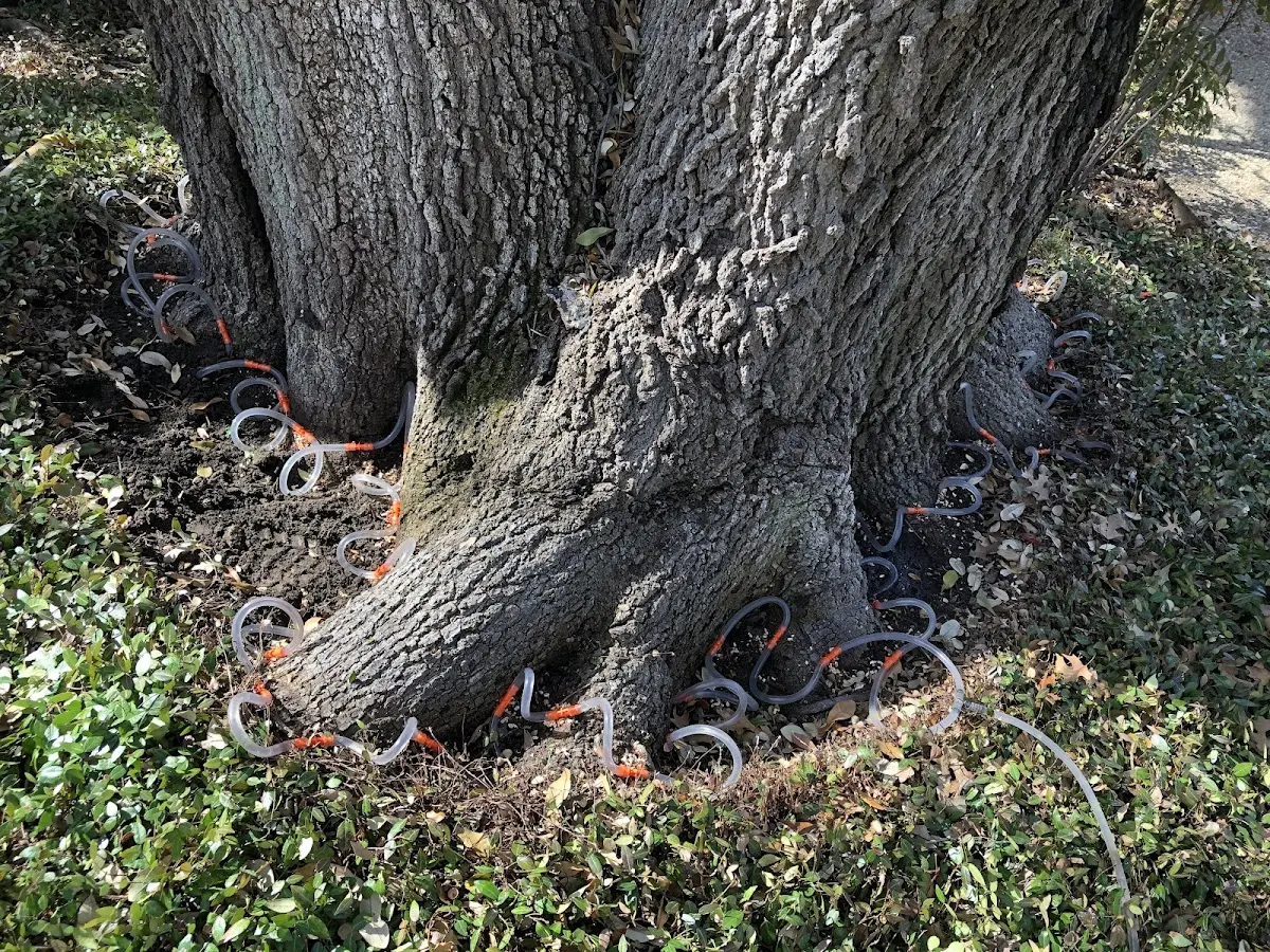Detailed Tree Cabling and Bracing job site in Kanawha Falls