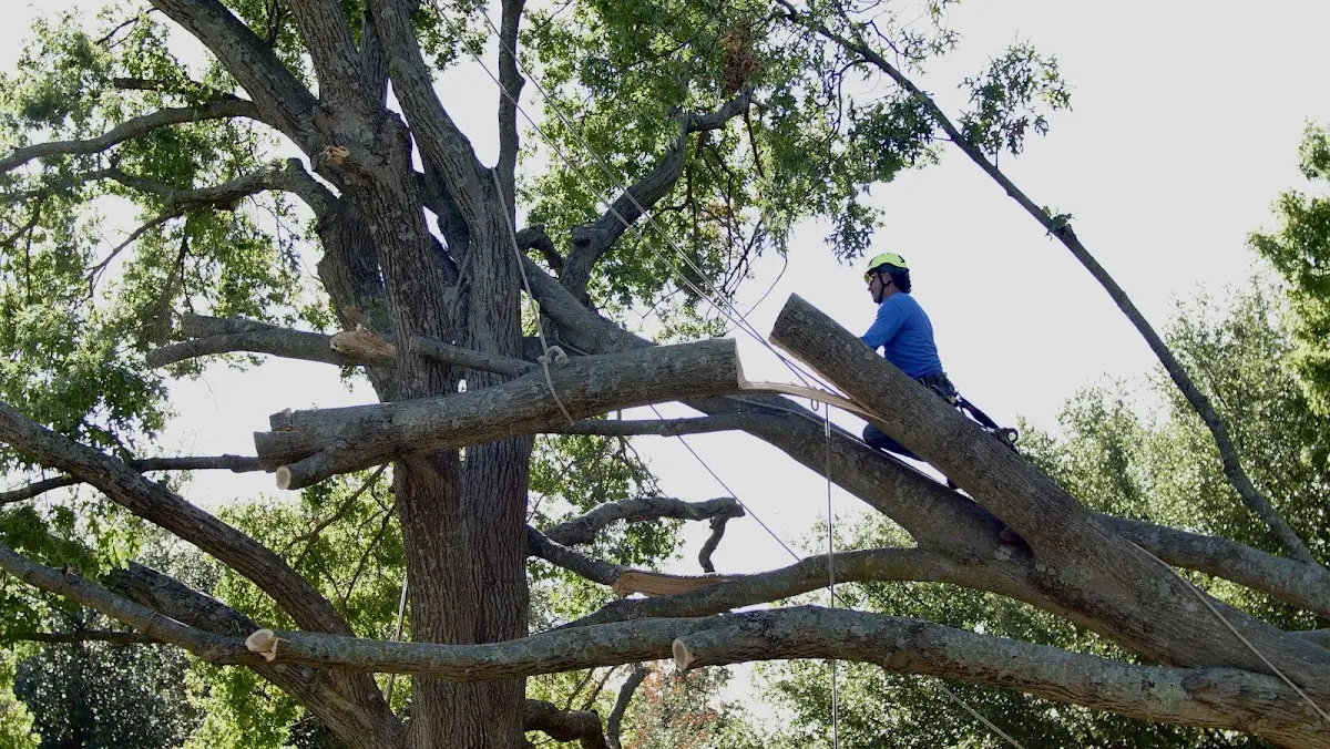 Professional Crown Thinning performed by certified arborists in Kanawha Falls
