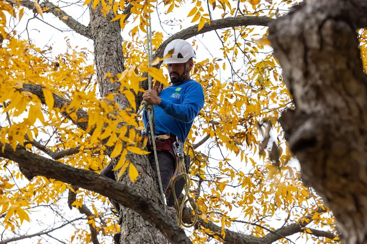 Skilled Tree Pruning crew working in Kanawha Falls